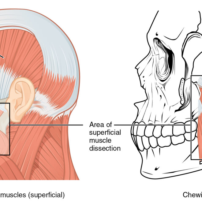 Jaw Stiffness (Lockjaw): Causes, Symptoms, and Treatments