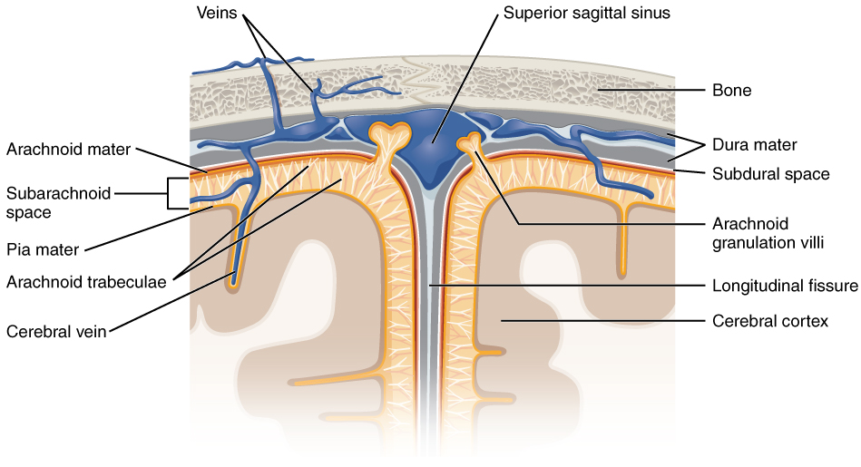 Meningitis: Understanding the Inflammation of Brain Membranes (Meninges)