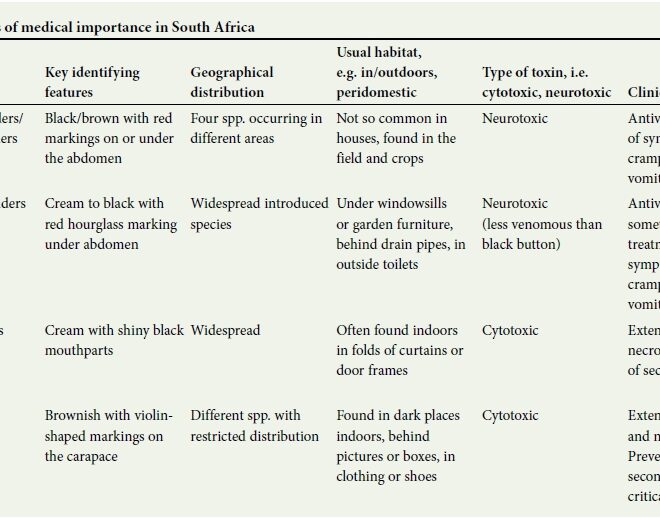 Spider Bites: Types, Symptoms, and Treatments Explained