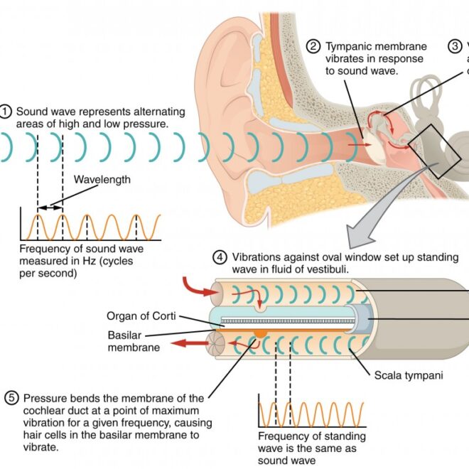 Ear Pain During Flights: Causes, Symptoms, and Relief