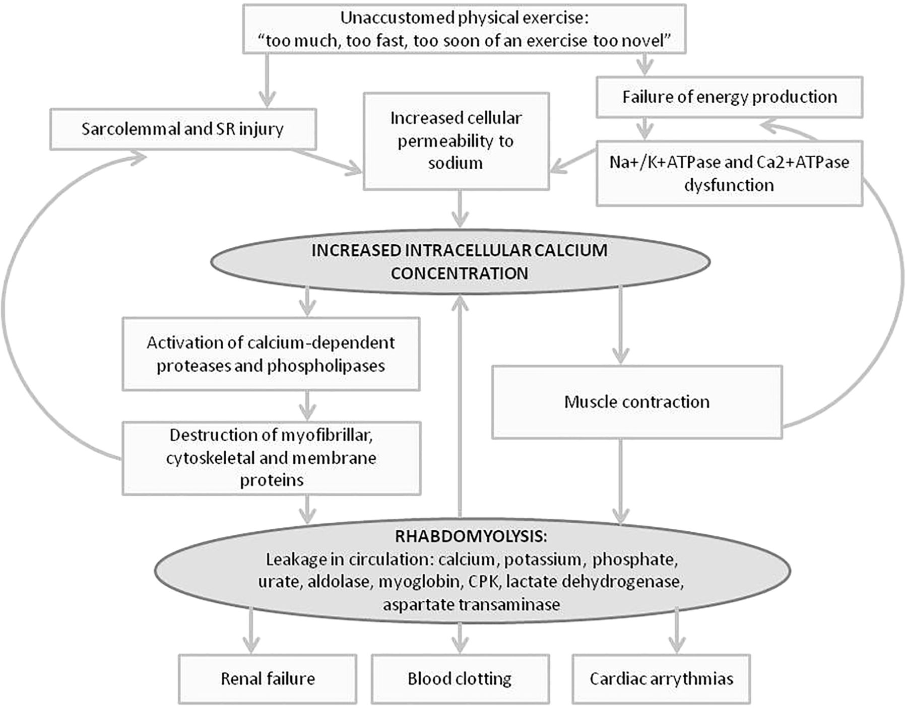 Rhabdomyolysis: Causes, Symptoms, Diagnosis, and Treatment (Muscle Breakdown Disorder)