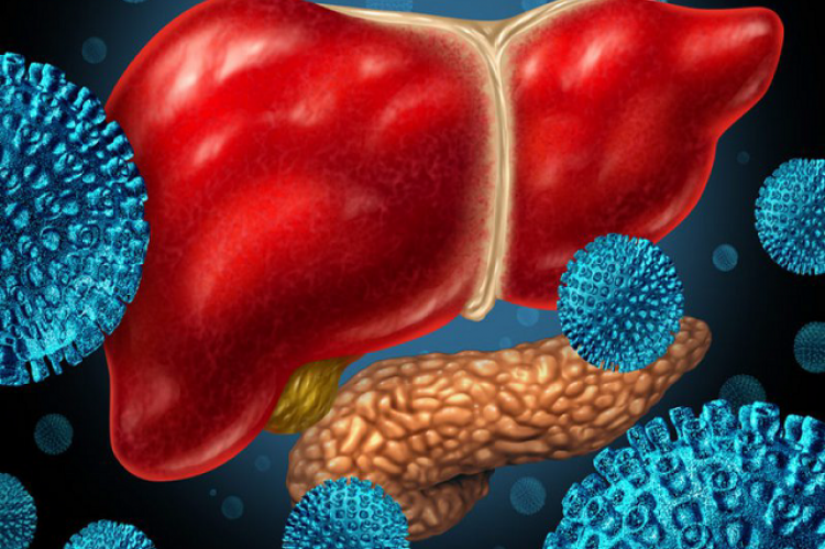 Hepatitis B: What It Is, How It Spreads, and Treatment Options