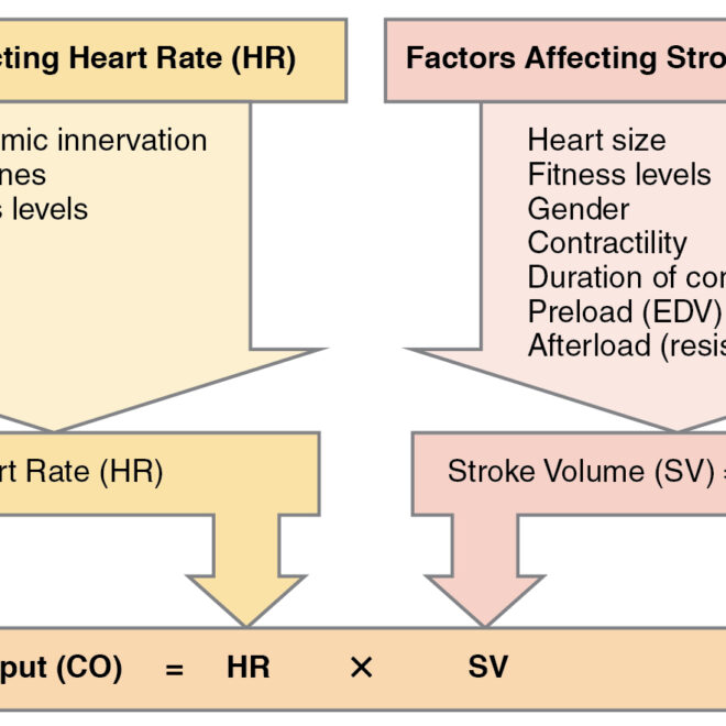 Low Blood Pressure: Causes, Symptoms, and Management