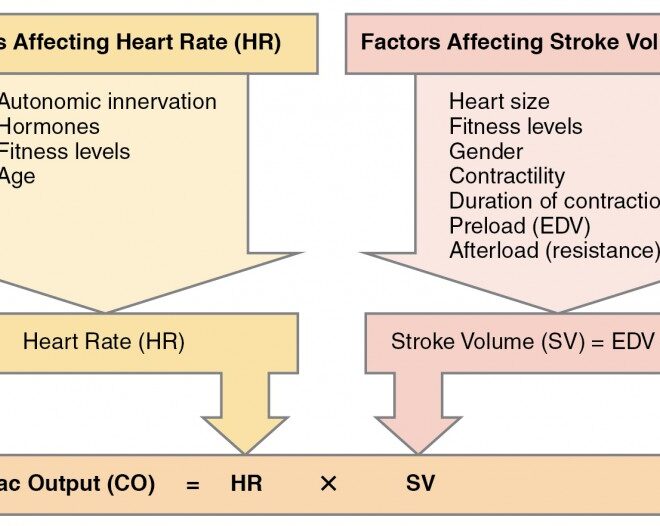 Low Blood Volume (Hypovolemia): Causes, Symptoms & Care