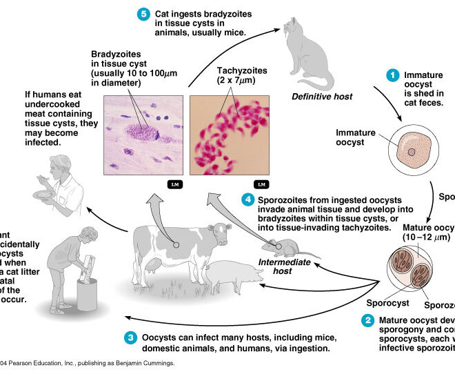 Toxoplasmosis: Causes, Symptoms, Diagnosis, and Treatment