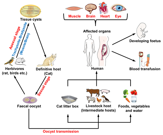 Toxoplasmosis: Causes, Symptoms, Diagnosis, and Treatment
