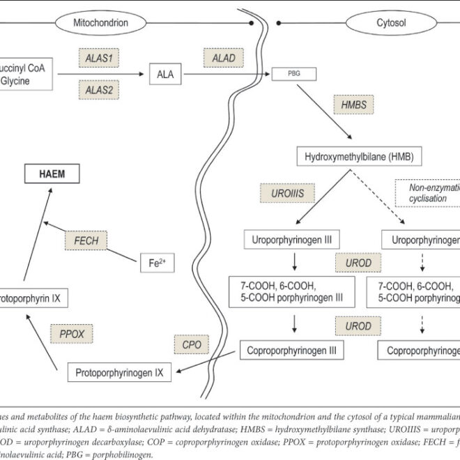 Porphyria: Understanding the Rare Blood Disorder (Porphyria)