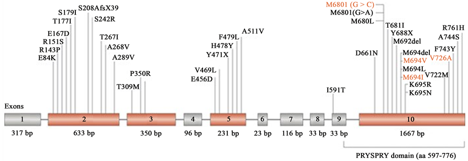 Familial Mediterranean Fever (FMF): A Detailed Overview