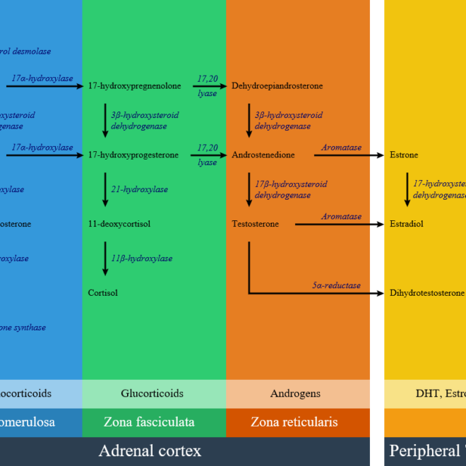 Congenital Adrenal Hyperplasia (CAH): Overview, Causes, Symptoms, and Treatments