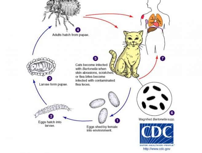 Cat Scratch Disease (Cat Scratch Fever): Overview, Causes, Symptoms & Care