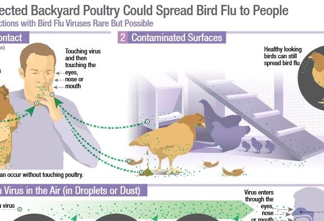 Avian Influenza (Bird Flu): Overview, Causes, Symptoms & Prevention