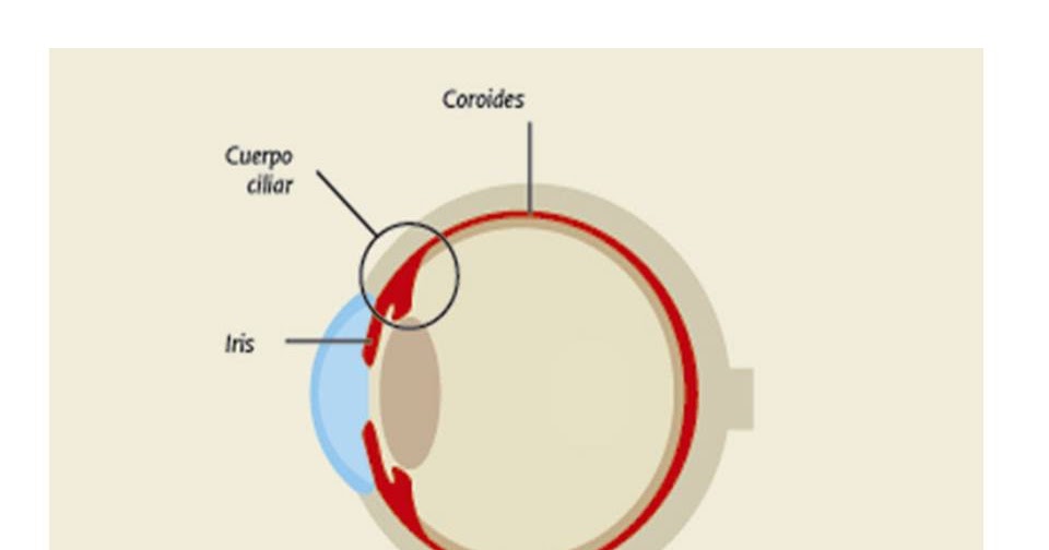 Uveitis: A Guide to Understanding Eye Inflammation (Uveitis)