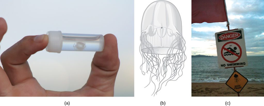 Jellyfish Sting: Symptoms, Treatment, and Prevention