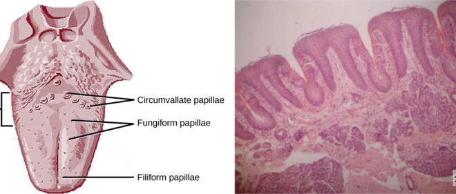 Geographic Tongue: Overview, Symptoms, Causes & Care