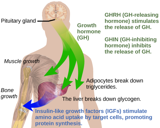 Protein Deficiency (Kwashiorkor): Causes, Symptoms, and Treatment