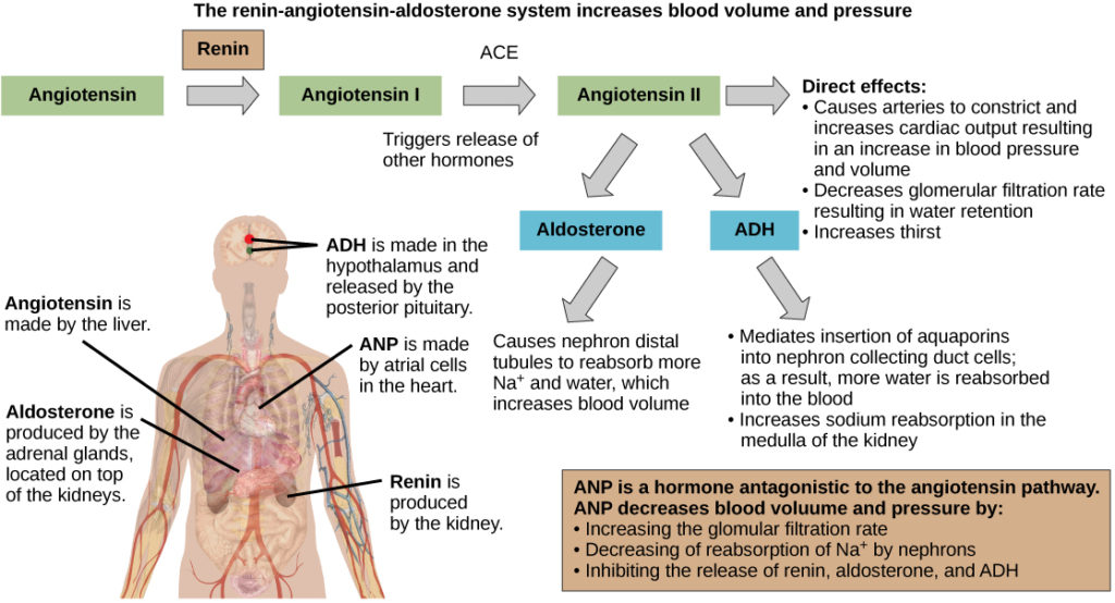 Low Blood Volume (Hypovolemia): Causes, Symptoms & Care