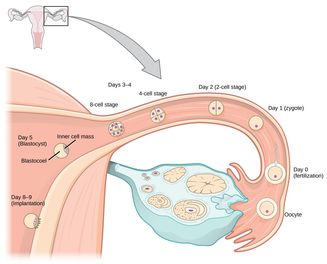 Ovulation Pain: Causes, Symptoms, and Management