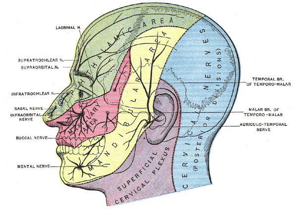 Nerve Pain (Neuralgia): Types, Causes, Symptoms, and Treatments