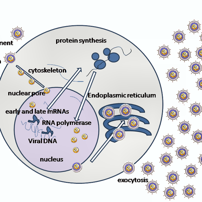 Genital Herpes (Herpes Simplex Virus Type 2)