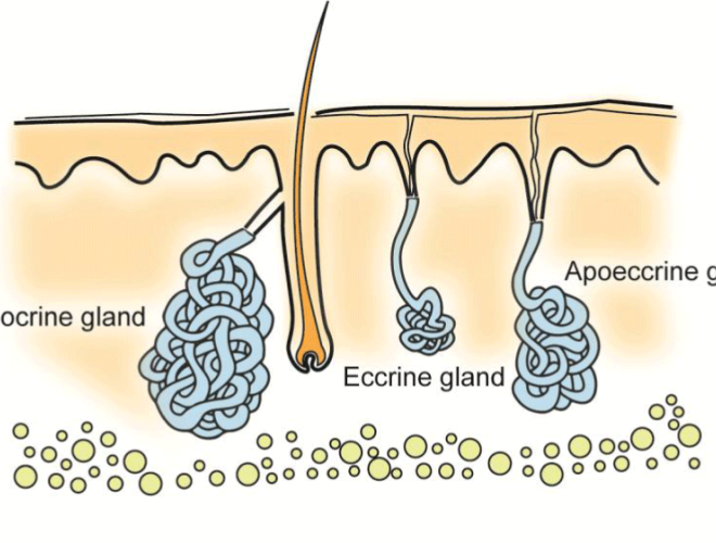 Excessive Sweating (Hyperhidrosis): Causes, Symptoms, and Treatments