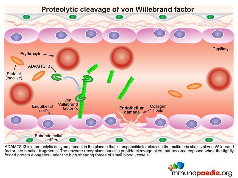 Von Willebrand Disease: Causes, Symptoms, and Treatments