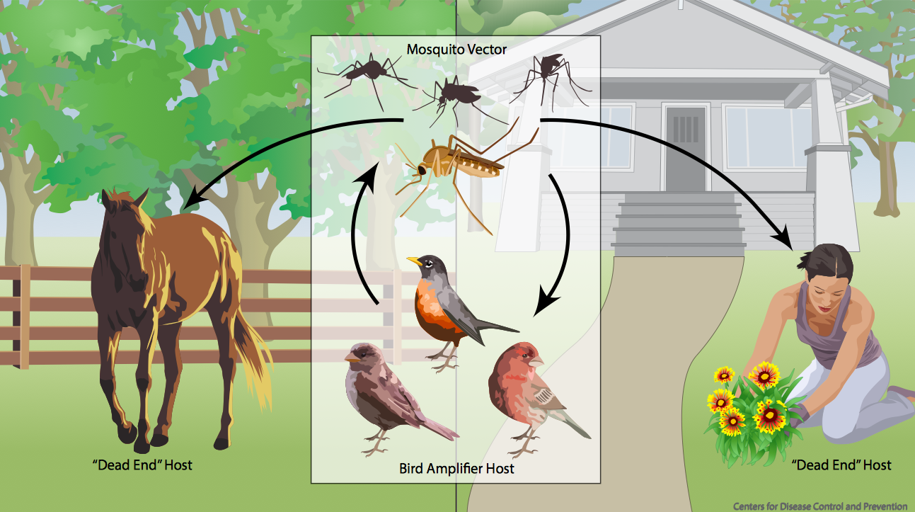 West Nile Fever: Causes, Symptoms, Transmission & Prevention