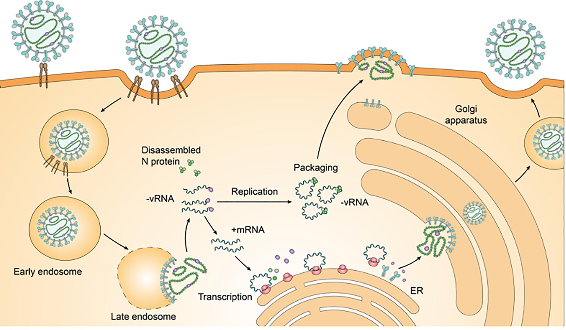 Hantavirus Infection: What You Need to Know About This Rare Disease (Hantavirus Pulmonary Syndrome)