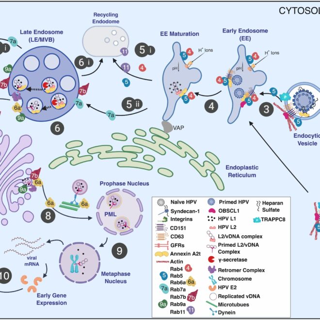 Human Papillomavirus (HPV) Infection: Overview, Types, Transmission, and Prevention