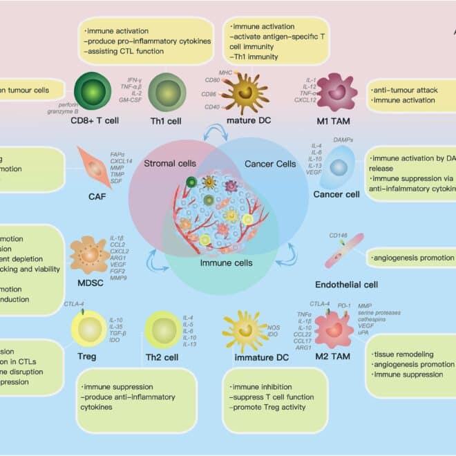 Ovarian Cancer: Types, Symptoms, Diagnosis, and Treatment