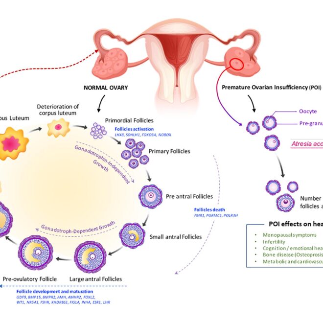 Ovulation Pain: Causes, Symptoms, and Management