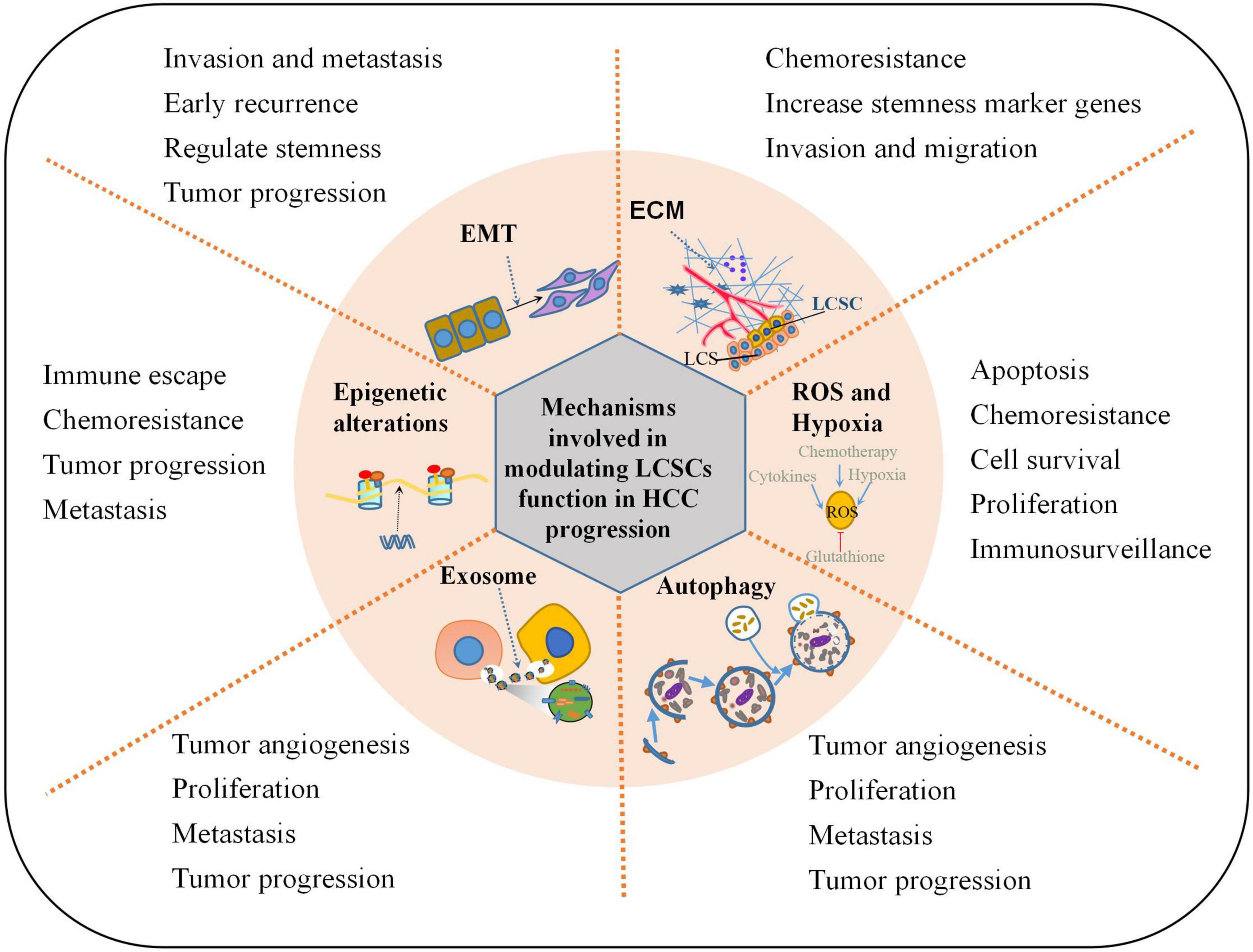 Liver Cancer (Hepatocellular Carcinoma): Overview, Causes, Symptoms & Treatments