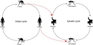 Yellow Fever: Overview, Transmission, Symptoms & Prevention