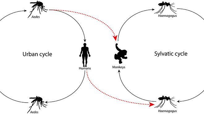 Yellow Fever: Overview, Transmission, Symptoms & Prevention