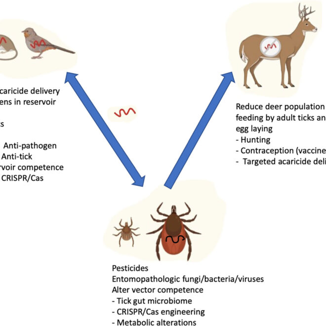 Lyme Disease: Causes, Symptoms, Diagnosis, and Treatment