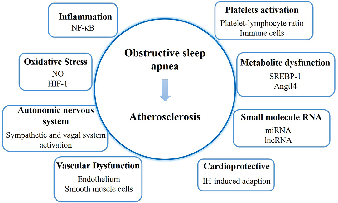 Sleep Apnea: Causes, Symptoms, Diagnosis, and Treatments
