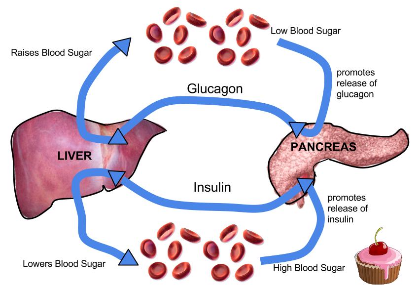 Low Blood Sugar (Hypoglycemia): Overview, Symptoms, Causes & Management