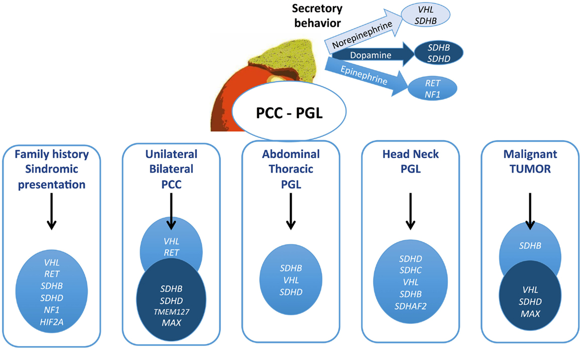 Pheochromocytoma: A Complete Guide to Adrenal Gland Tumors