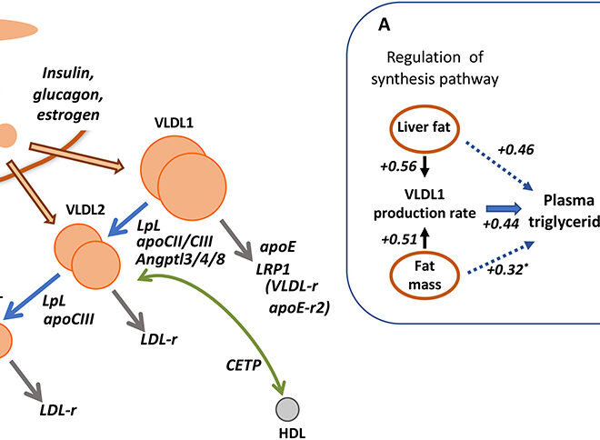 High Triglycerides (Hypertriglyceridemia): Causes, Symptoms & Management