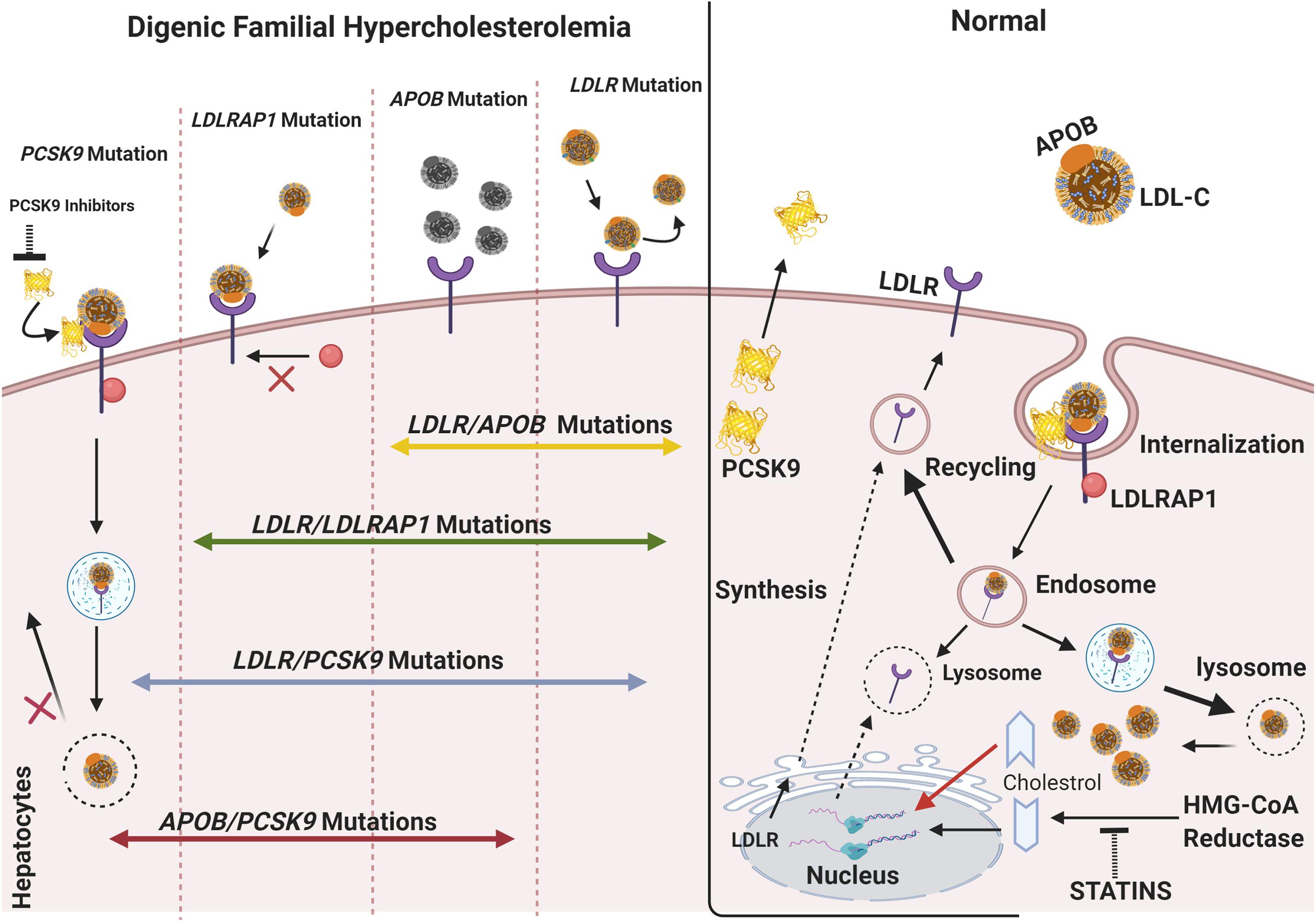 High Cholesterol (Hypercholesterolemia): Causes, Effects, and Management