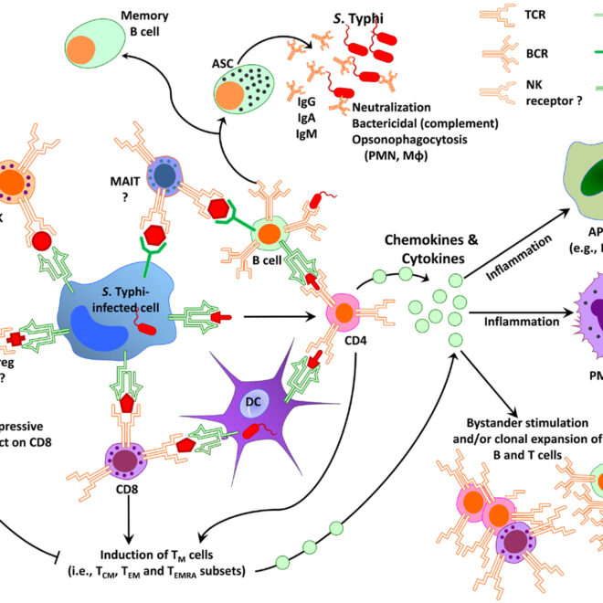 Typhoid Fever: What It Is, Causes, Symptoms & Treatment