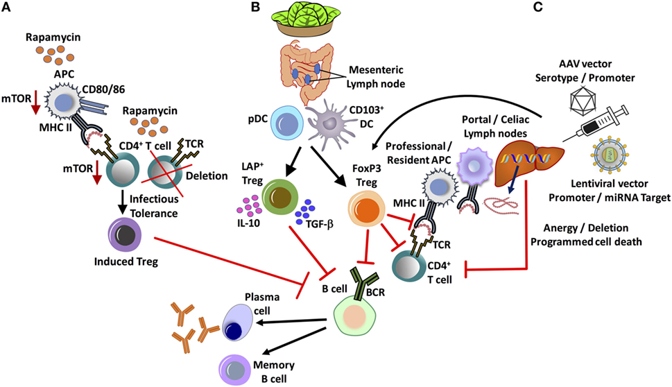 Hemophilia: Understanding the Bleeding Disorder (Factor VIII Deficiency)