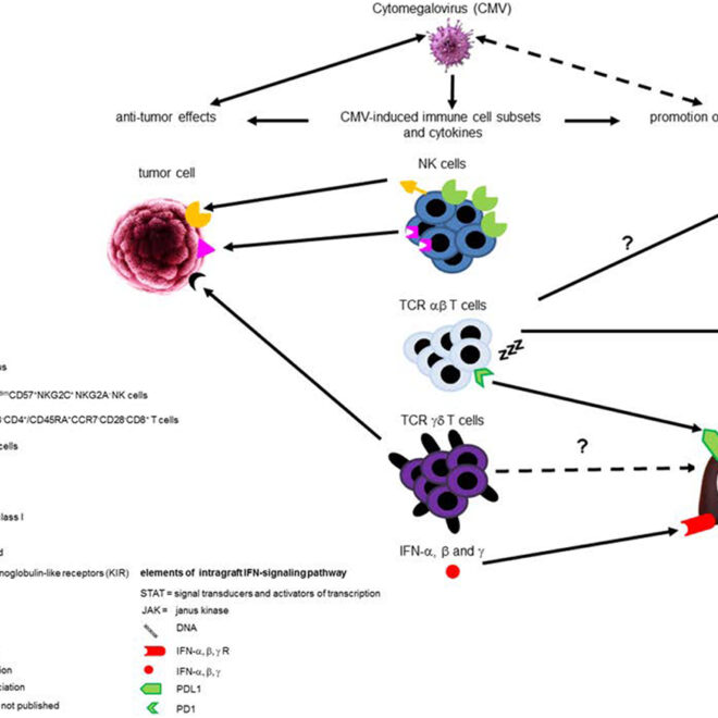 Cytomegalovirus (CMV): Overview, Transmission, Symptoms & Prevention