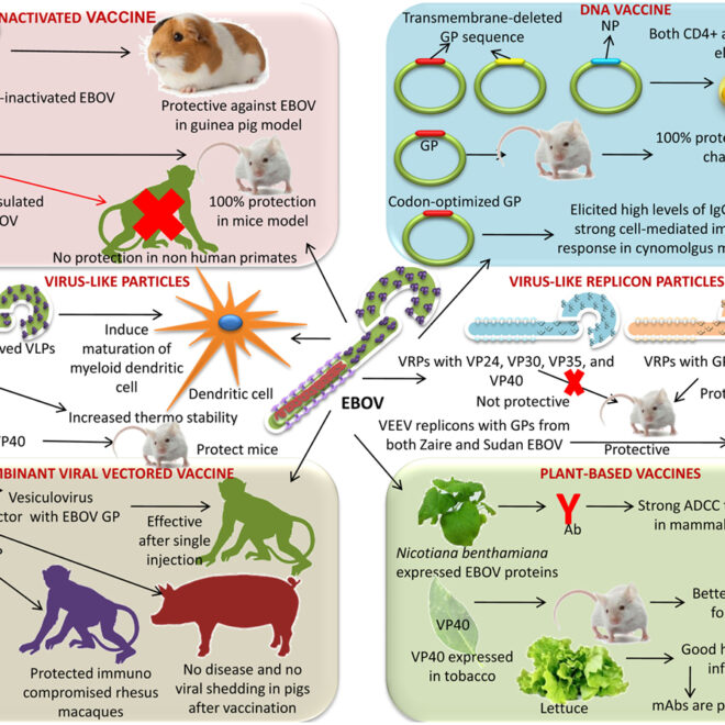 Ebola Virus Disease: What It Is, How It Spreads, and Treatment Options