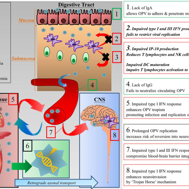 Living Without Antibodies: Understanding Agammaglobulinemia (Primary Immunodeficiency Disorder)