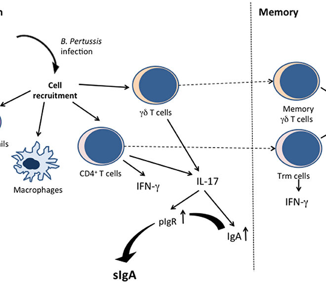 Whooping Cough (Pertussis): A Complete Guide to the Disease