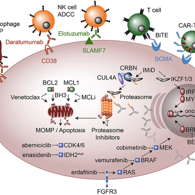 Multiple Myeloma: Overview, Causes, Symptoms & Treatments