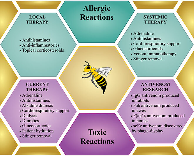 Bee Sting: Symptoms, Allergic Reactions, and First Aid Steps