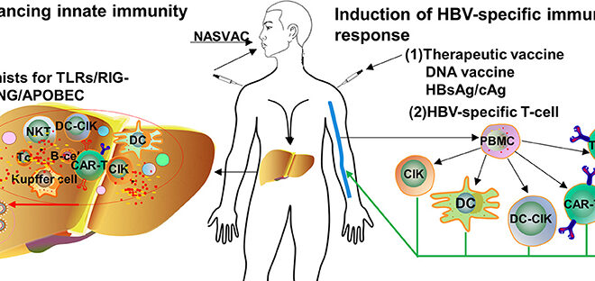 Hepatitis B: What It Is, How It Spreads, and Treatment Options