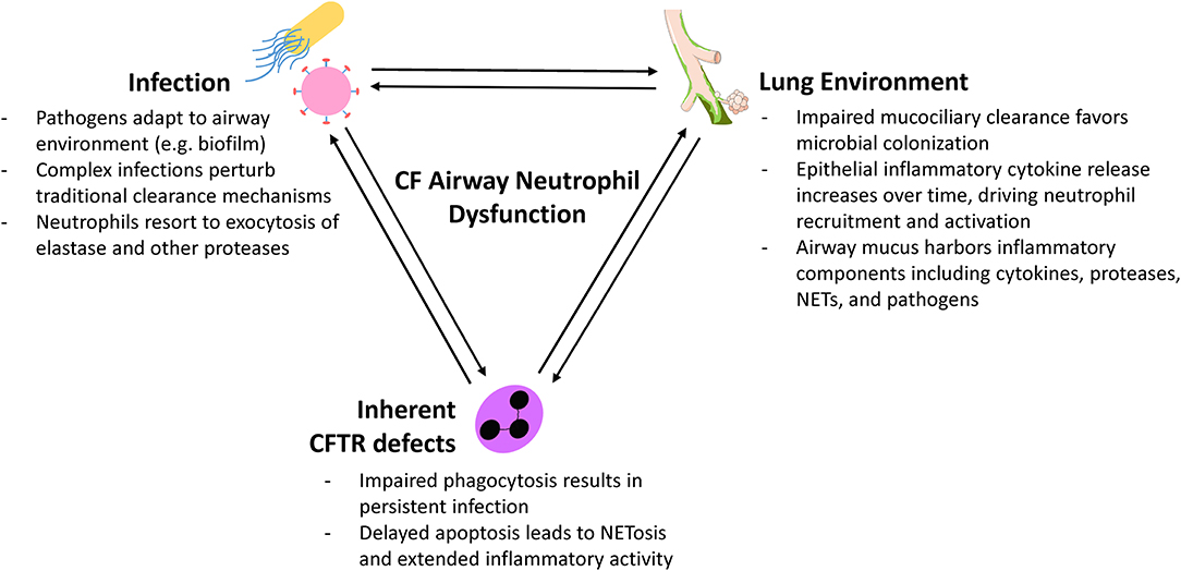 Cystic Fibrosis: Understanding the Disease, Symptoms, and Treatments