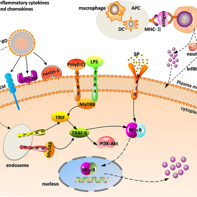 Herpes Simplex Virus Infection: Types, Symptoms, Diagnosis, and Treatment